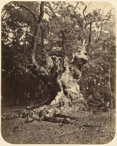 Knotiger Baum von Gertrude Elizabeth Rogers
